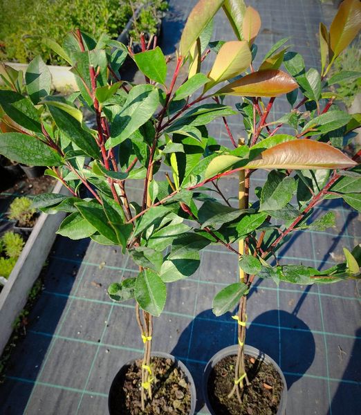 Červienka Red Robin trojkmeň